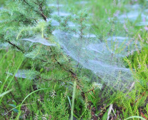 Hämähäkin seitti katajan oksilla