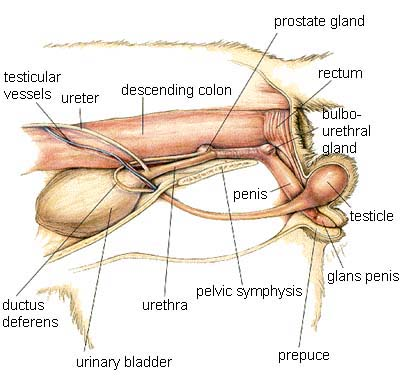 1234782211_Urogenital System of the Cat.