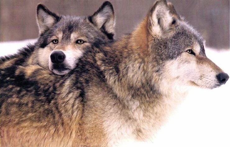 Public Domain: Common Grey Wolves