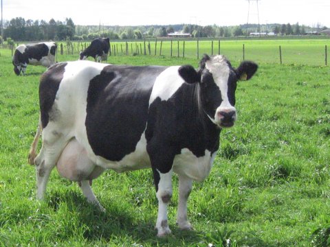 Friisiläinen Lehmä