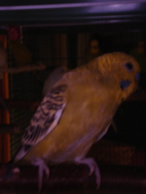 2129817.jpg