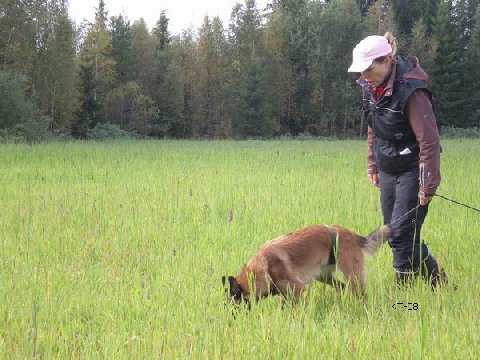 Belgianpaimenkoira+malinois